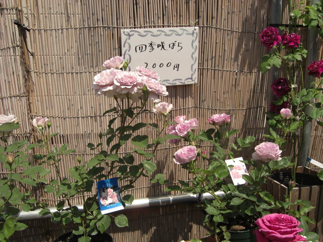 CIMG2488.JPG