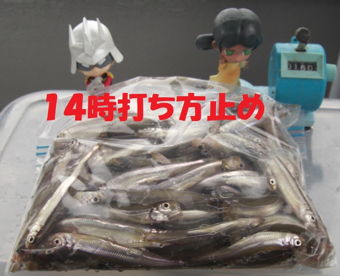 売り出し最安値 シシャモ 魚画伯 | saffi.com.br