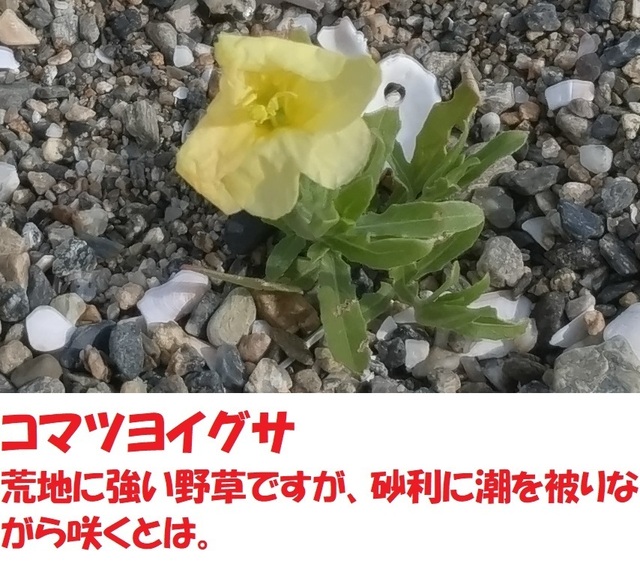 DSC_0005.JPG