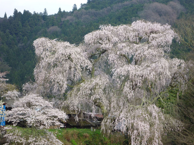 枝垂桜大照寺址.jpg
